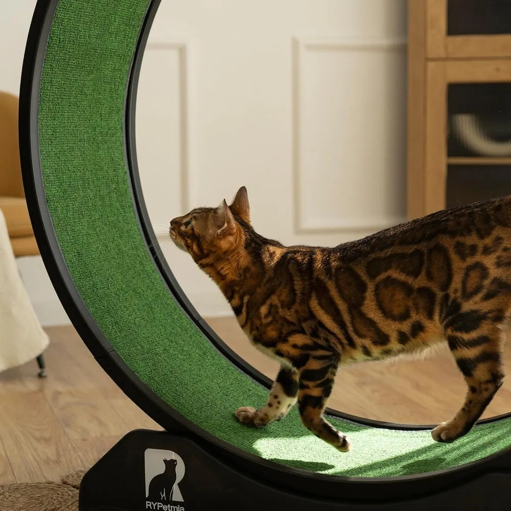 Indoor Cat Exercise Wheel
